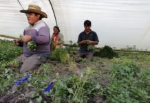 Lamentable que SADER discrimine a pequeños agricultores