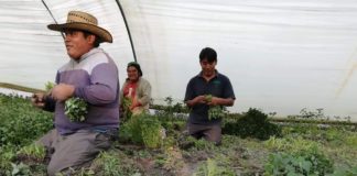 Lamentable que SADER discrimine a pequeños agricultores